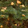 Leaves and Needles