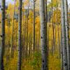Independence Pass Aspen +
