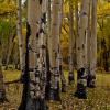 Quiet Grove - Heath Ranch
