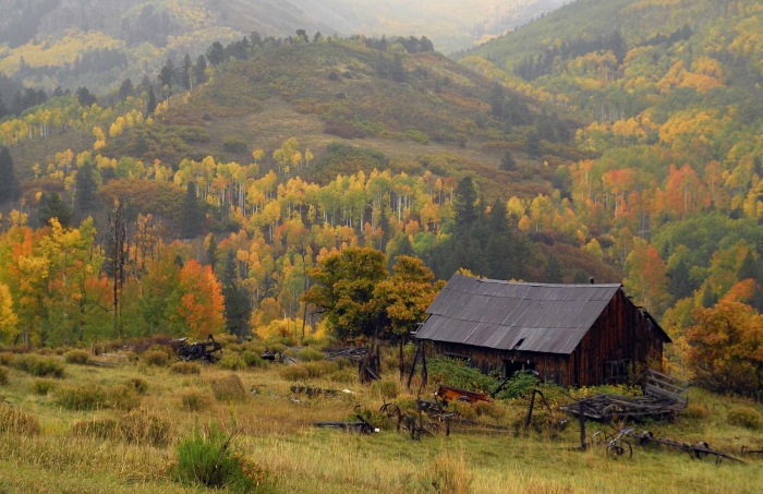 The Shed +