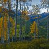 Twilight Through the Aspen +