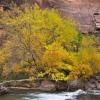 Zion Beauty +