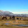 Icelandic Horses +