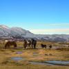 Icelandic Horses +