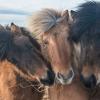 Icelandic Horses' "Selfie"
