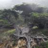 Point Lobos State Reserve