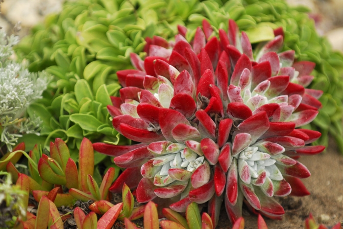 Ice Plant