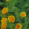 California Poppies