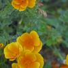 California Poppies