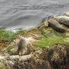 Harbor Seals