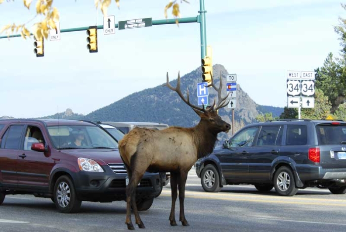City Elk 4