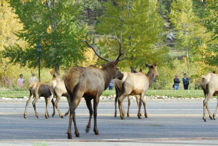 City Elk 8
