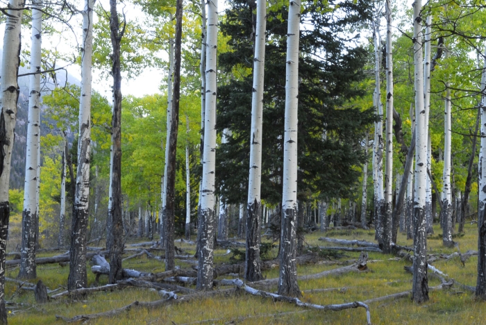 Elk Damage