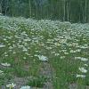 Daisy Field