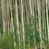 Aspen Grove