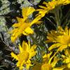 Silver Basin Sunflowers