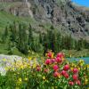 Silver Basin Paintbrush - 2