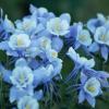 Blue Columbines