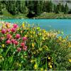 Silver Basin Paintbrush