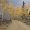 Paved in Gold +