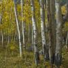 Near Independence Pass