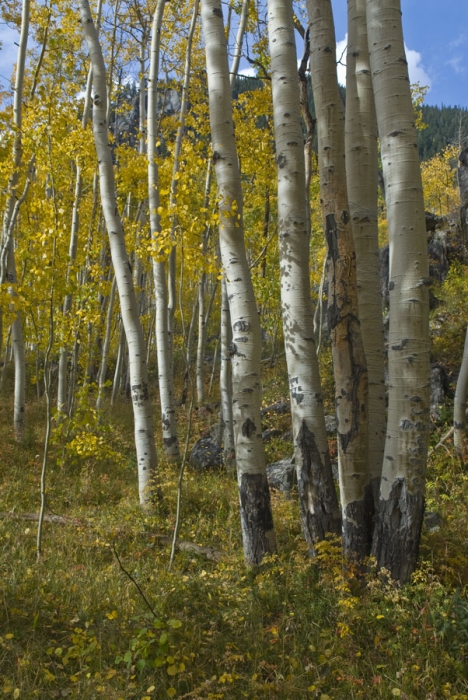 Near Independence Pass