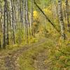 Forest Path
