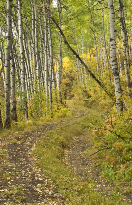 Forest Path