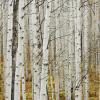 Aspen Ghosts