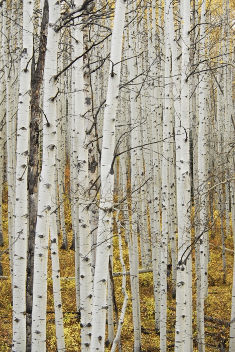 Aspen Ghosts