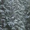 Winter's Coming