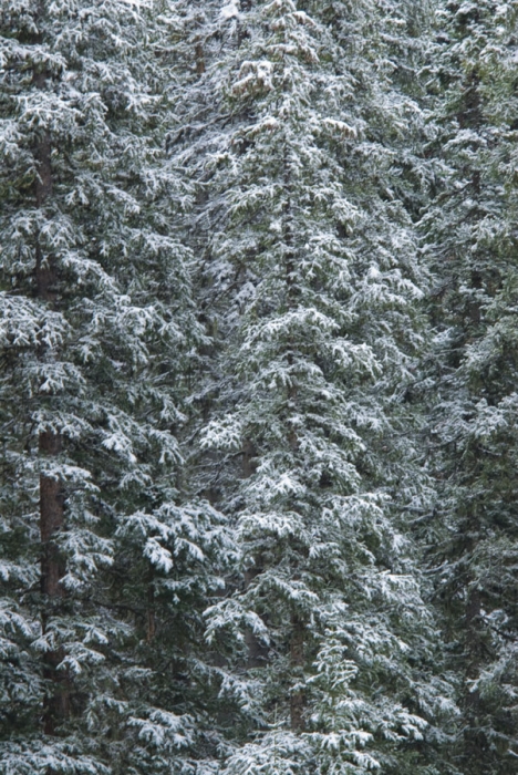 Winter's Coming