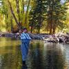 Looking for Kokanee