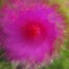 Floral Multiple Exposure