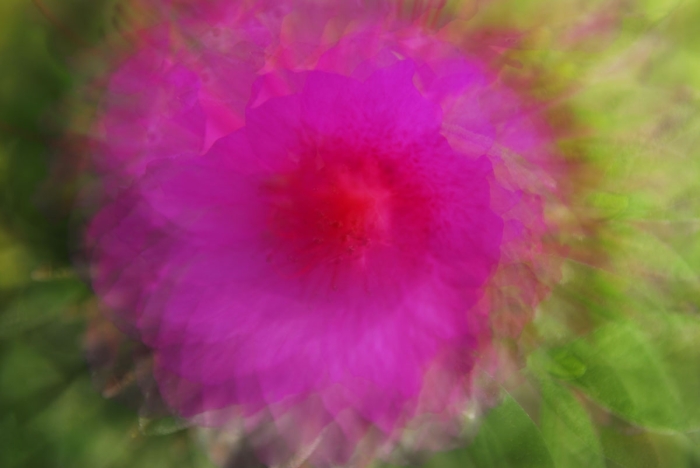 Floral Multiple Exposure