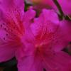 Bonaventure Azaleas