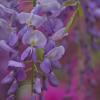 Wisteria