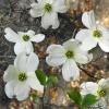 Dogwood & Spanish Moss