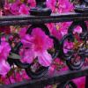 Azaleas & Iron