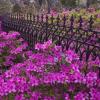 Bonaventure Azaleas