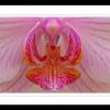 Angel Flight