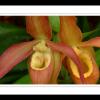 Twin Pitchers