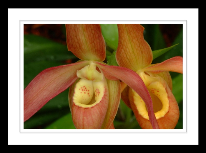 Twin Pitchers
