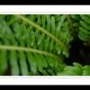 Fern Funnel