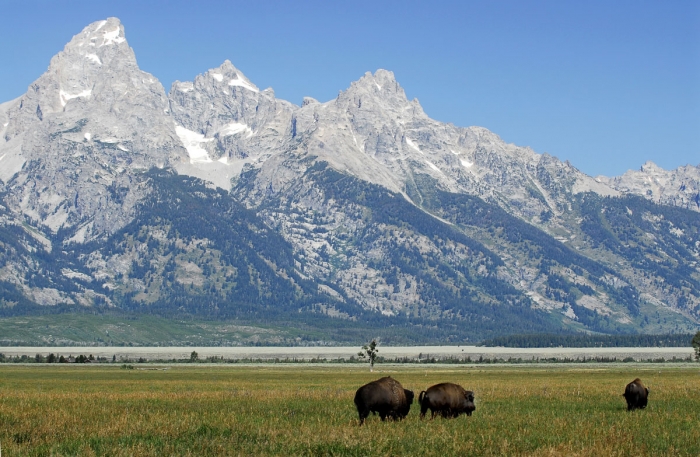 Home on the Range +
