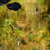 "On Golden Puddle"
