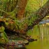 Old Growth Forest +
