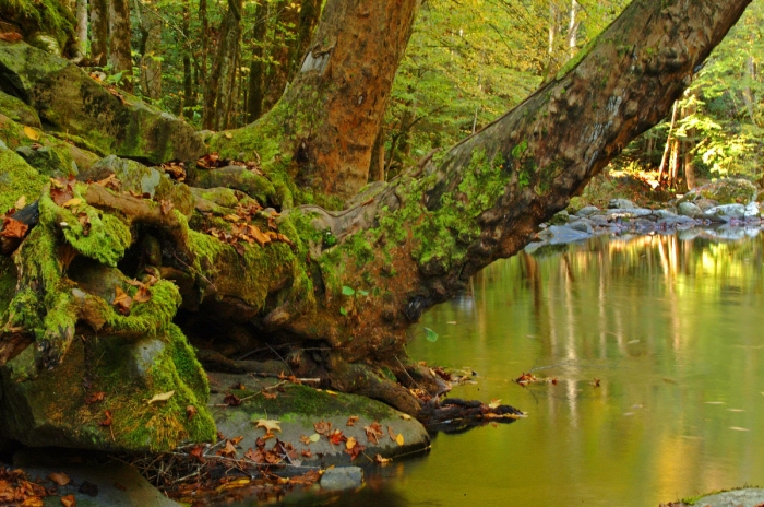 Old Growth Forest +