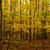 In the Forest +