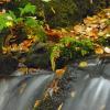 Falls and Ferns